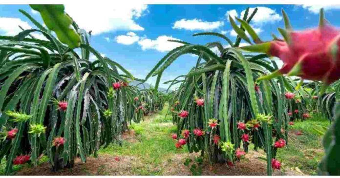 Dragon Fruit Farming