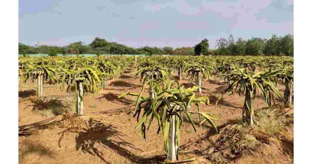 Dragon Fruit Farming